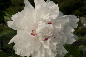 Peony 'Festiva Maxima' 